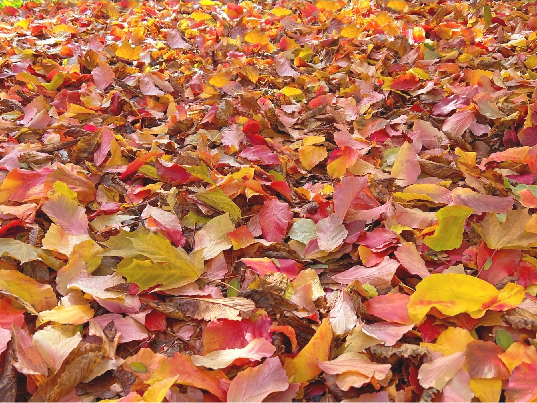 Herfst Header